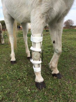 Equine Brace