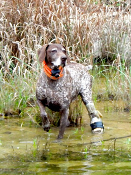 Dog With Orthesis